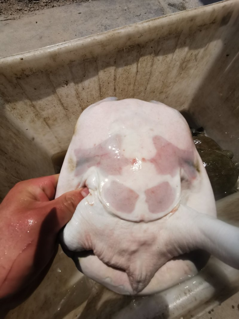 甲鱼