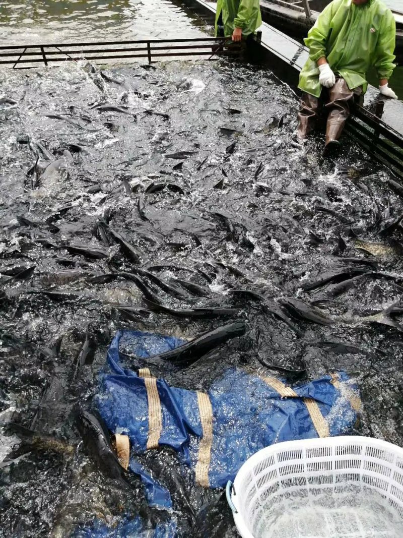 花鲢鱼胖头有鳙鱼精品湖北黄冈蕲春