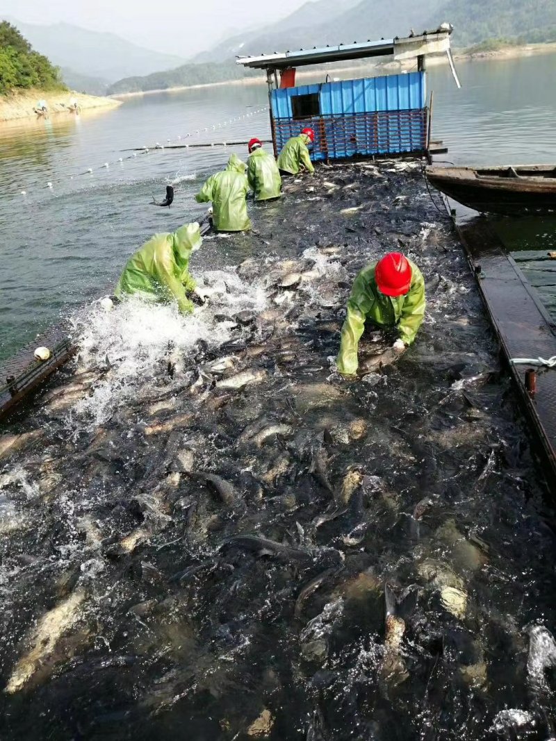 花鲢鱼胖头有鳙鱼精品湖北黄冈蕲春