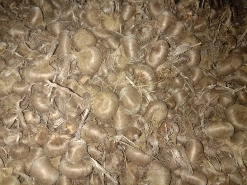 大量出售藏红花种球，基地种植，长期合作电商供货，质量保证