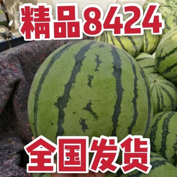 【石湖8424西瓜】️产地供应，全国发货！