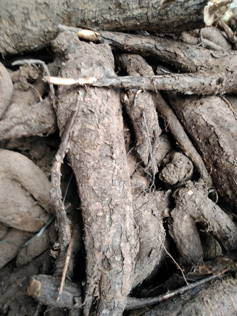 紫茉莉根，入地老鼠，可药用，可种植