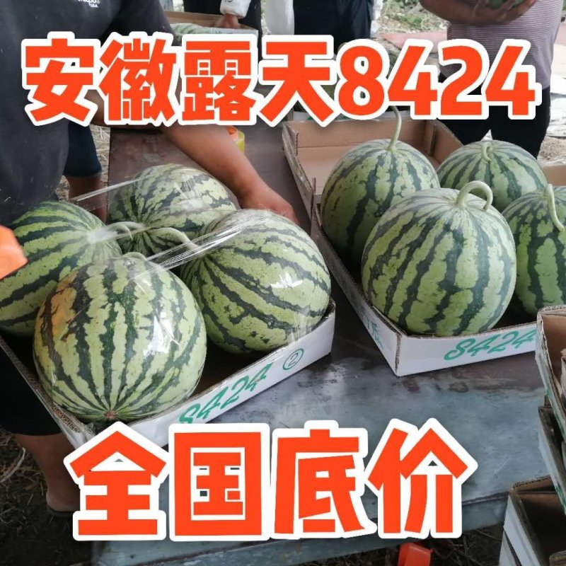 【石湖8424西瓜】️产地供应，全国发货！电话联系！