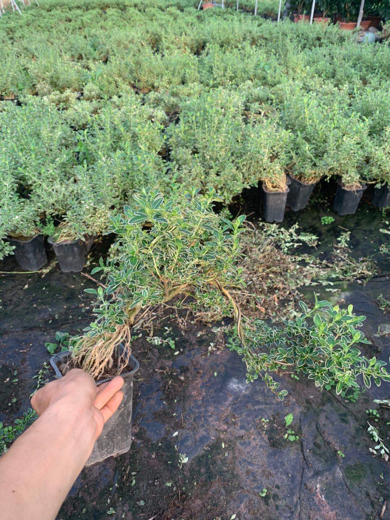 六月雪造型悬崖带盆整箱批发基地直销