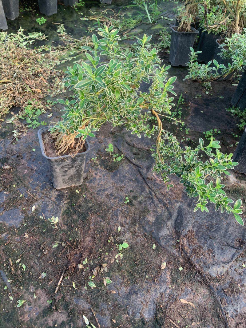 六月雪造型悬崖带盆整箱批发基地直销