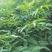青花椒树苗九叶青花椒苗营养杯花椒苗可提供三证一签