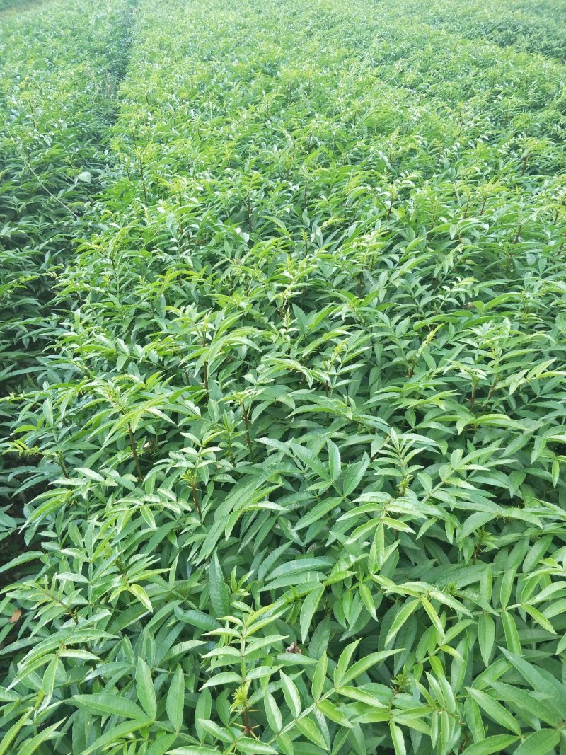 青花椒树苗九叶青花椒苗营养杯花椒苗可提供三证一签