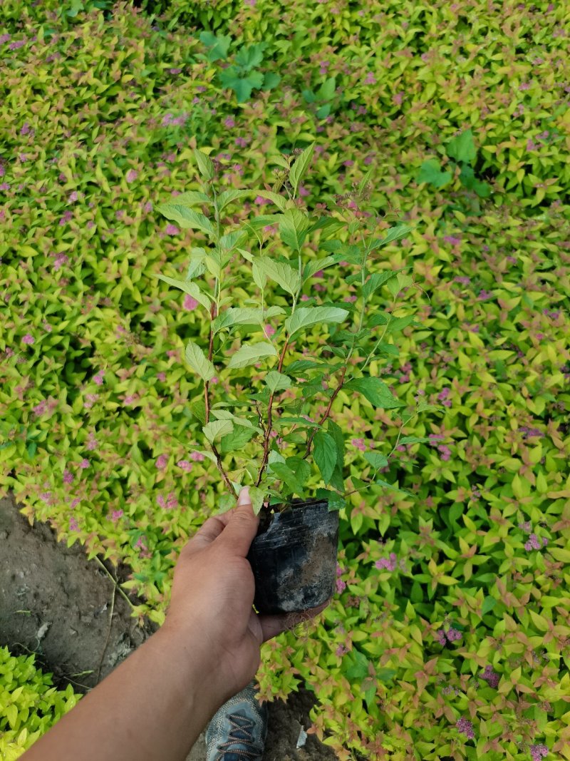 金焰绣线菊（本苗圃货源，欢迎新老客户致电咨询，）