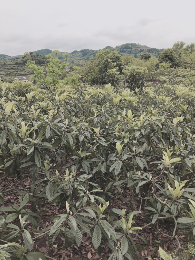 枇杷叶