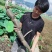 精品莲藕，价格便宜，