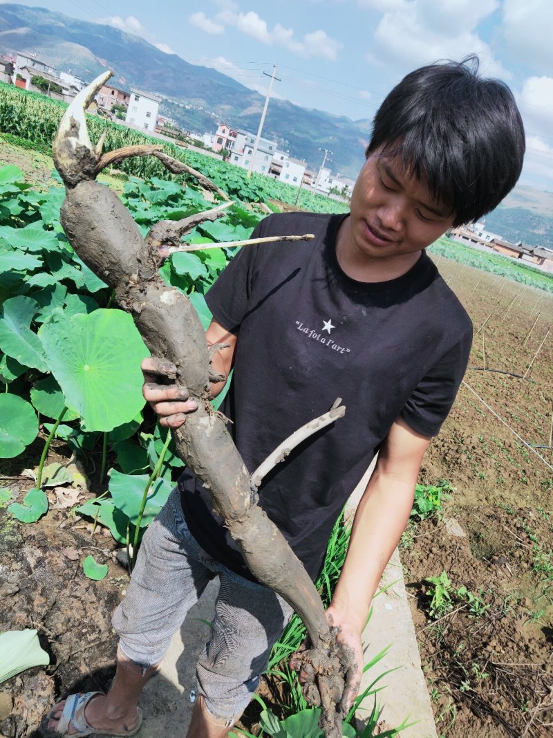 精品莲藕，价格便宜，