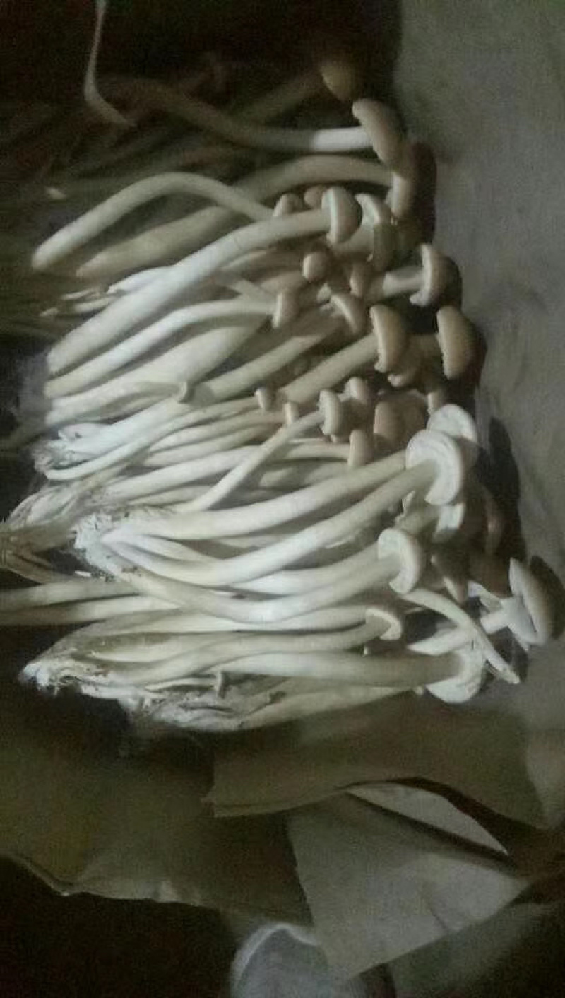 新鲜茶树菇茶树菇本人常年种植货好价优