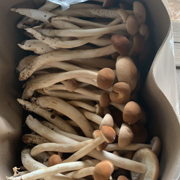 新鲜茶树菇茶树菇本人常年种植货好价优
