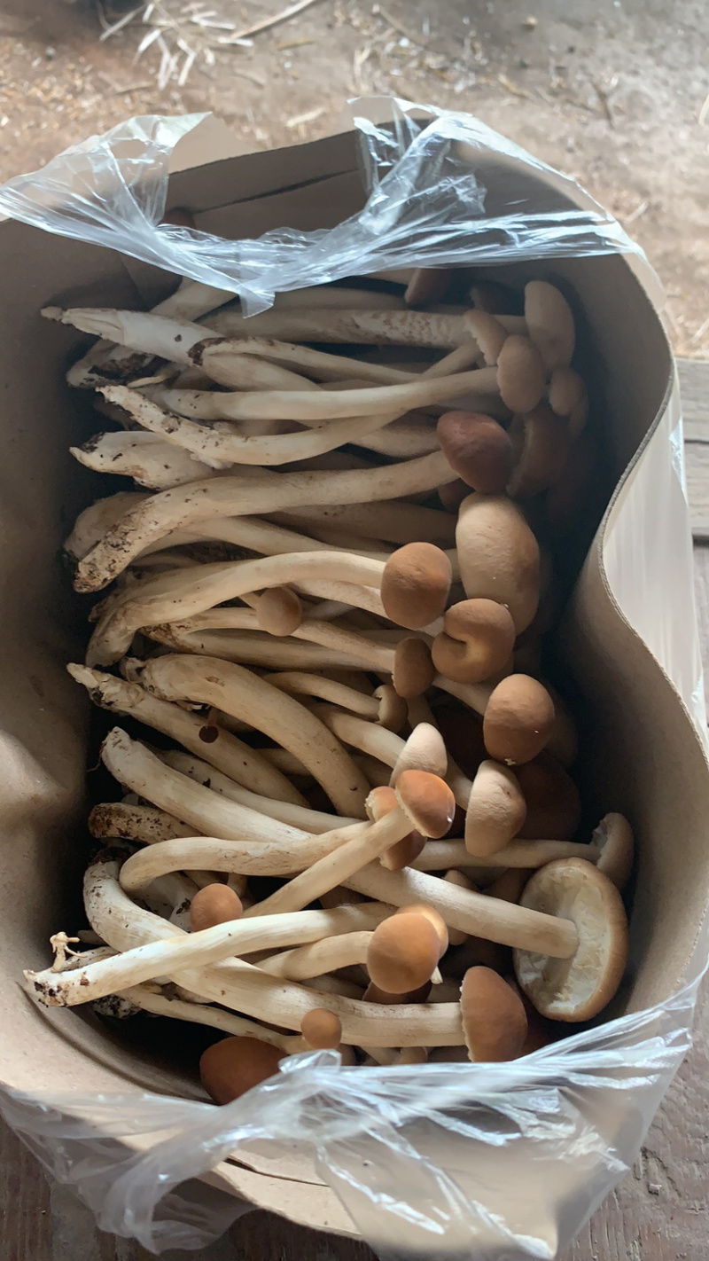 新鲜茶树菇茶树菇本人常年种植货好价优