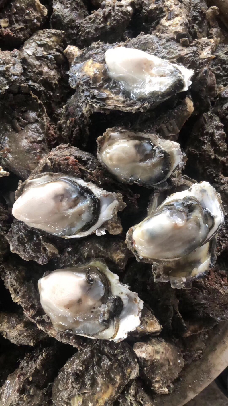 新鲜生蚝特大生蚝各种规格海蛎子牡蛎肉，批发零售，场地场地