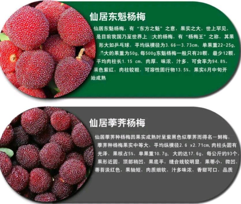 实拍正宗精品特级仙居东魁杨梅！各级别都有货！支持视频看货