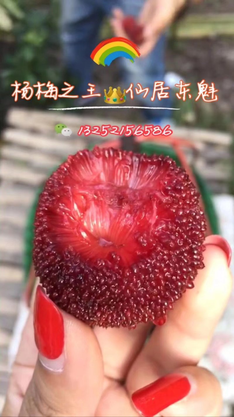 实拍正宗精品特级仙居东魁杨梅！各级别都有货！支持视频看货