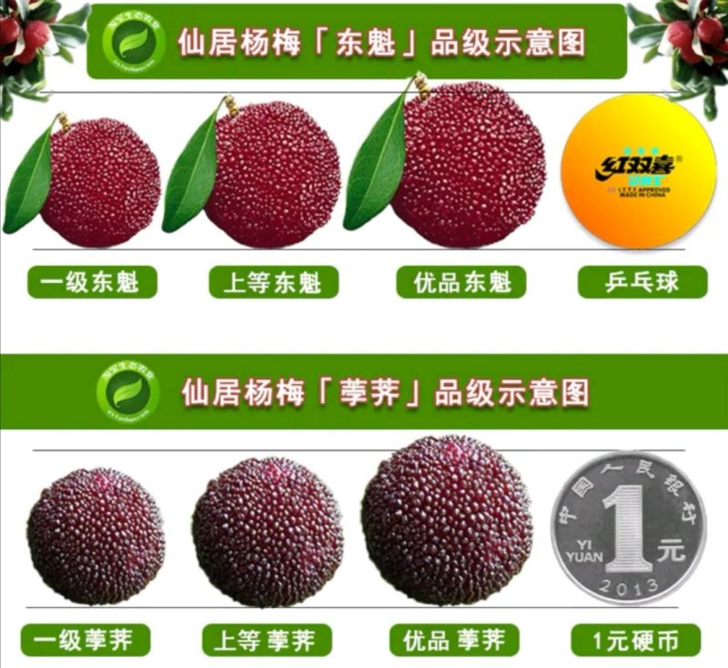 实拍正宗精品特级仙居东魁杨梅！各级别都有货！支持视频看货