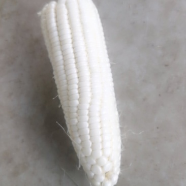 白玉米