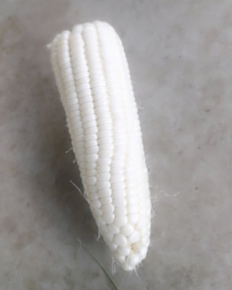 白玉米