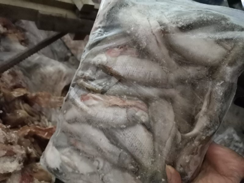 翘嘴鱼，小驼背