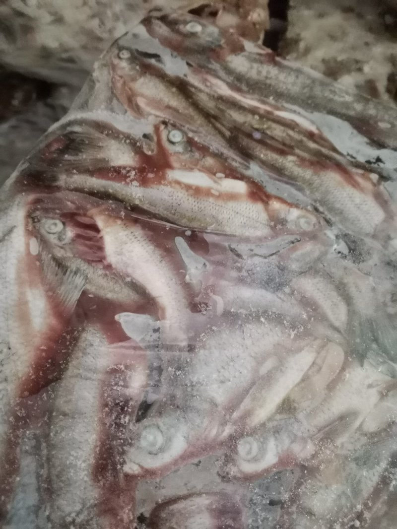 翘嘴鱼，小驼背