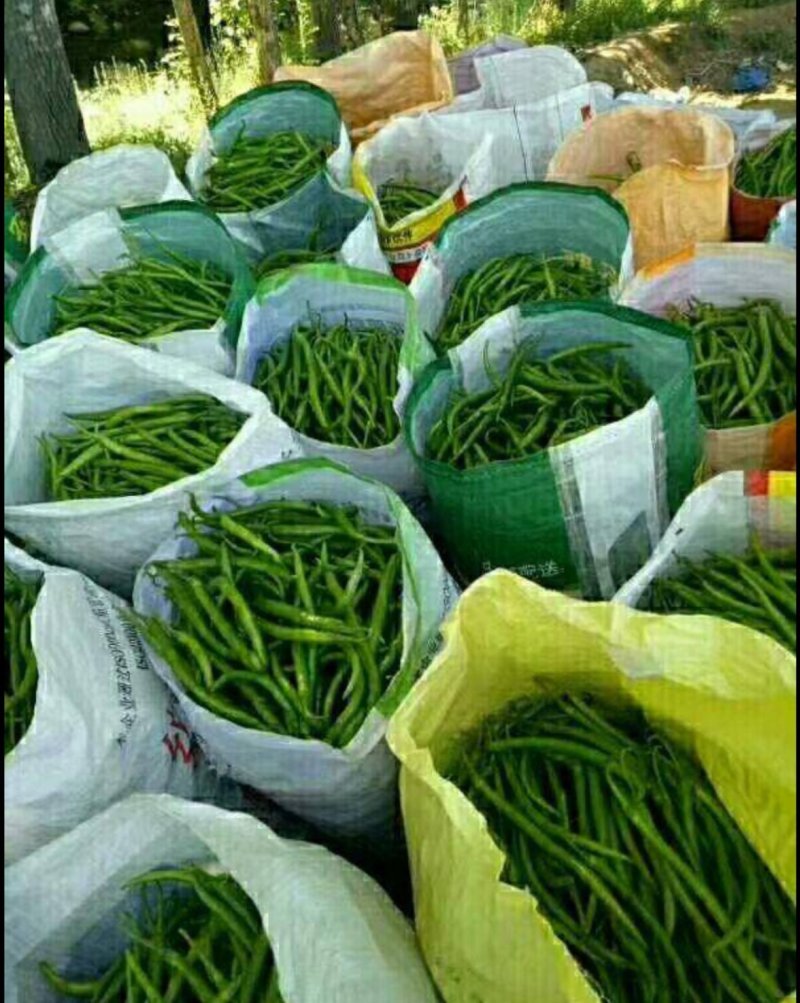 基地常年供应精品青红线椒
