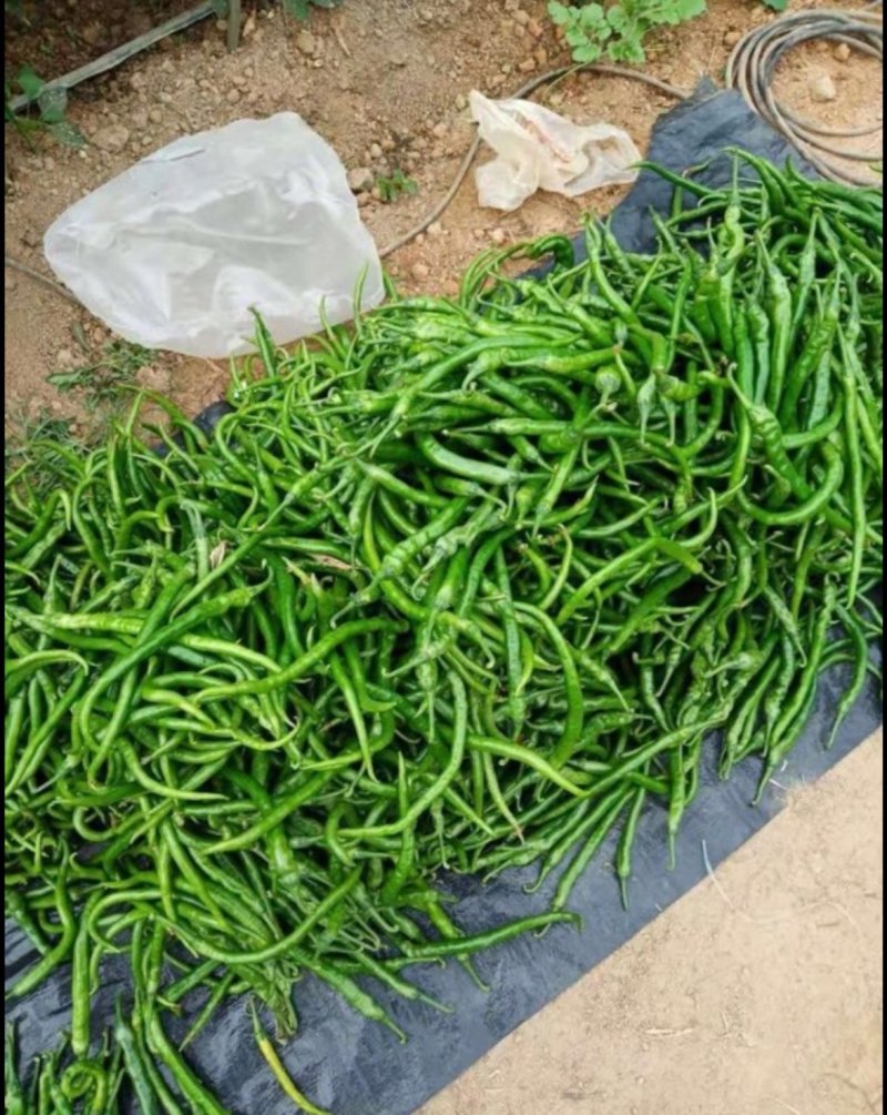 基地常年供应精品青红线椒