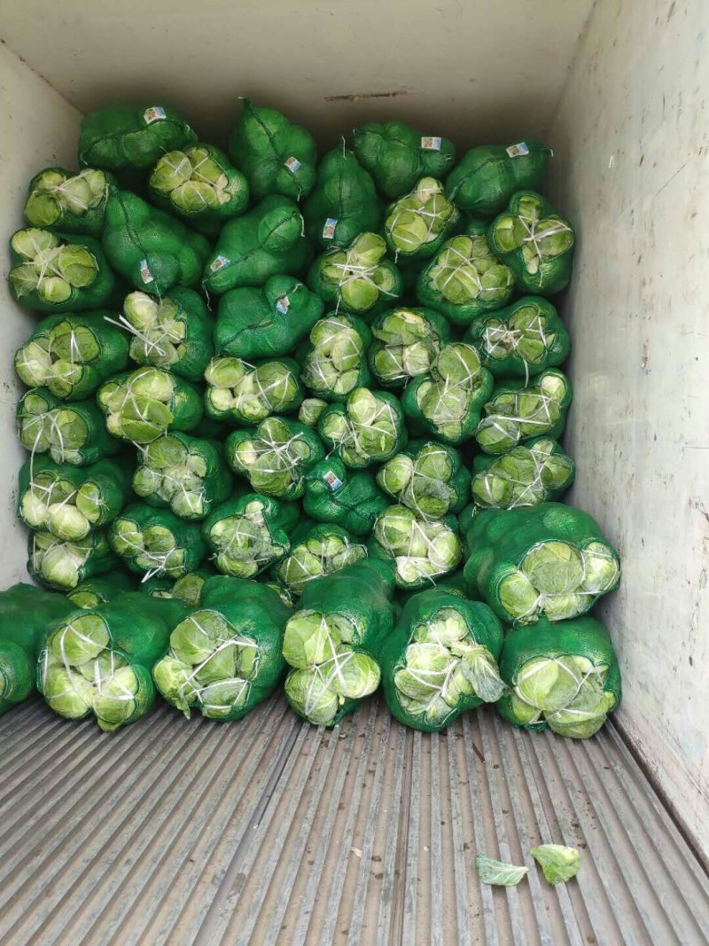 大量供应，奥奇那，扁包菜基地供应货量充足价格便宜