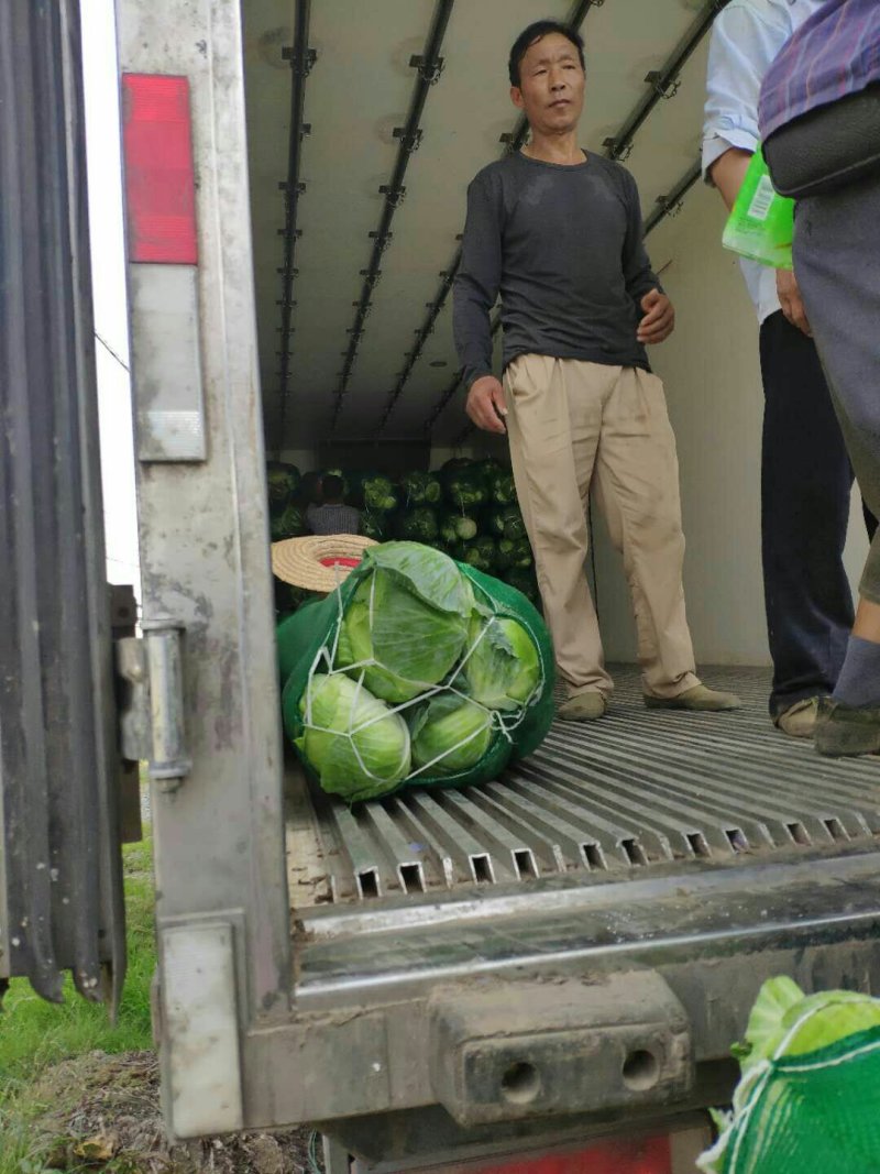 大量供应，奥奇那，扁包菜基地供应货量充足价格便宜