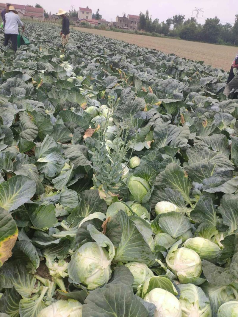 大量供应，奥奇那，扁包菜基地供应货量充足价格便宜