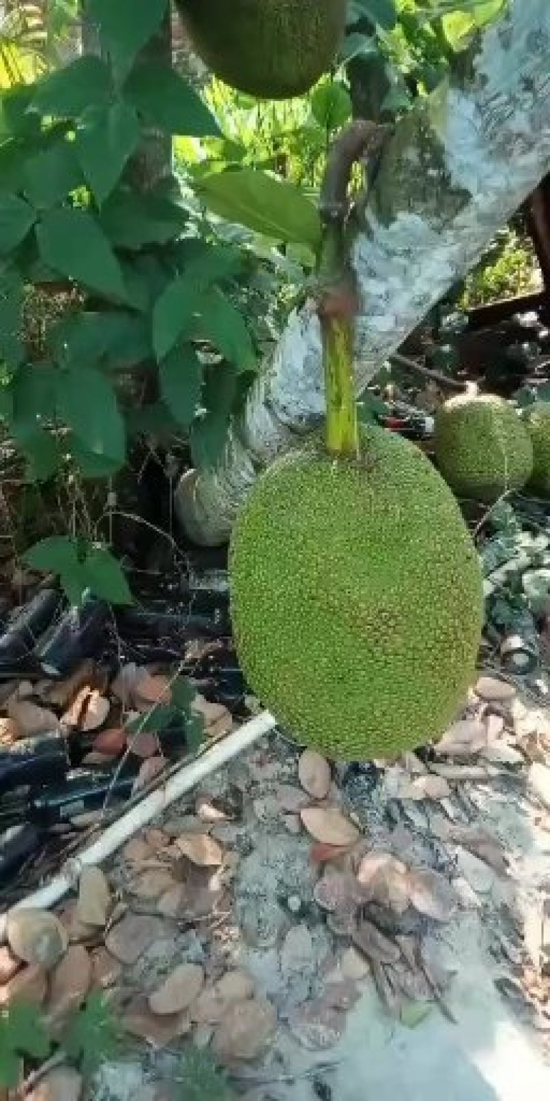 菠萝蜜