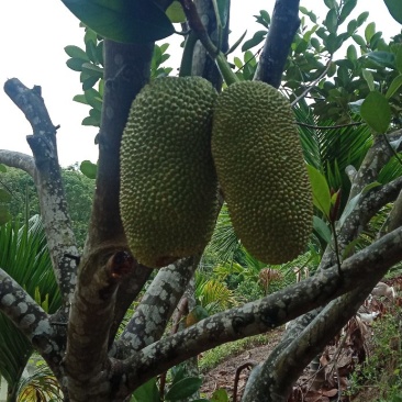 菠萝蜜