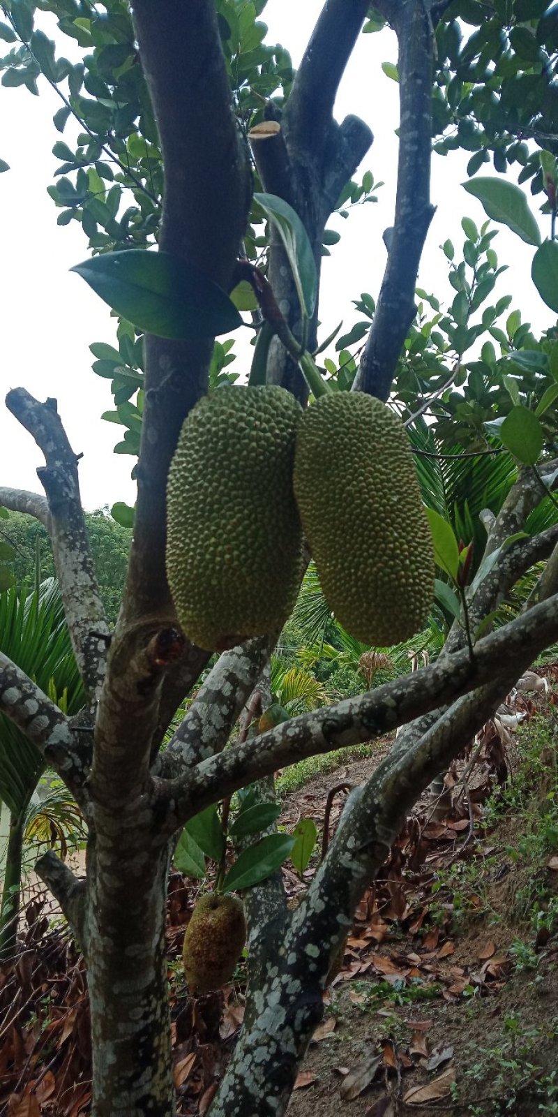 菠萝蜜