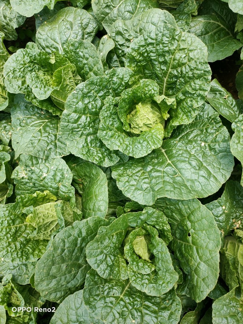 大白菜