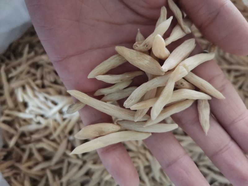 麦冬产地直供大量批发零售