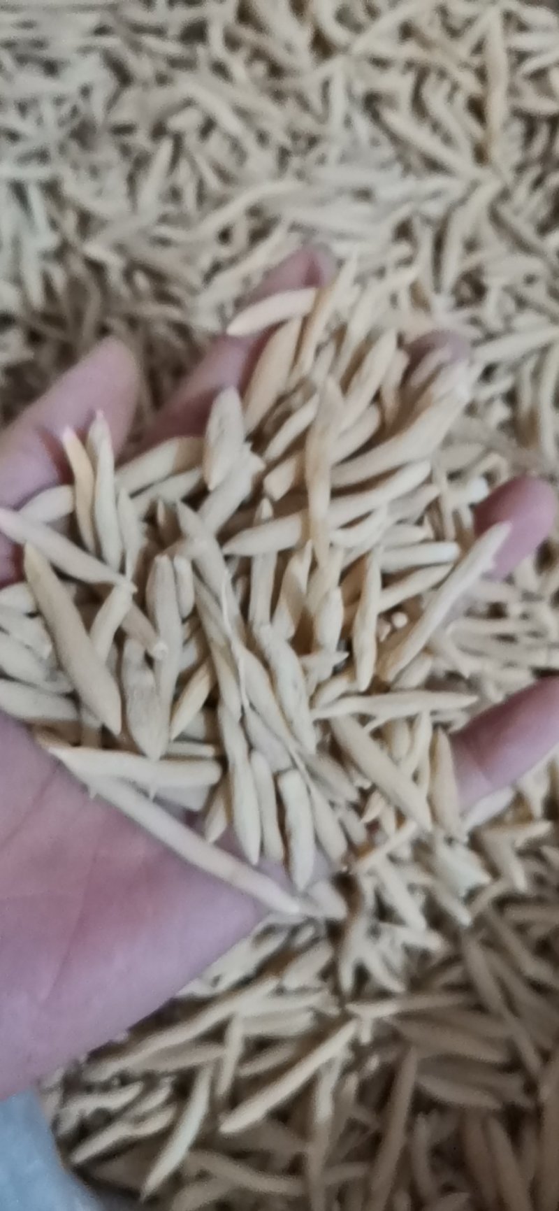 麦冬产地直供大量批发零售