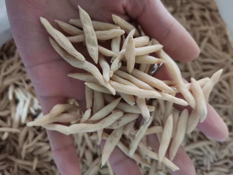 麦冬产地直供大量批发零售