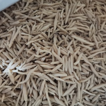 麦冬产地直供大量批发零售
