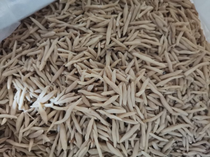 麦冬产地直供大量批发零售