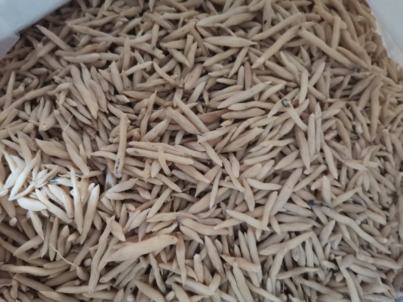 麦冬产地直供大量批发零售