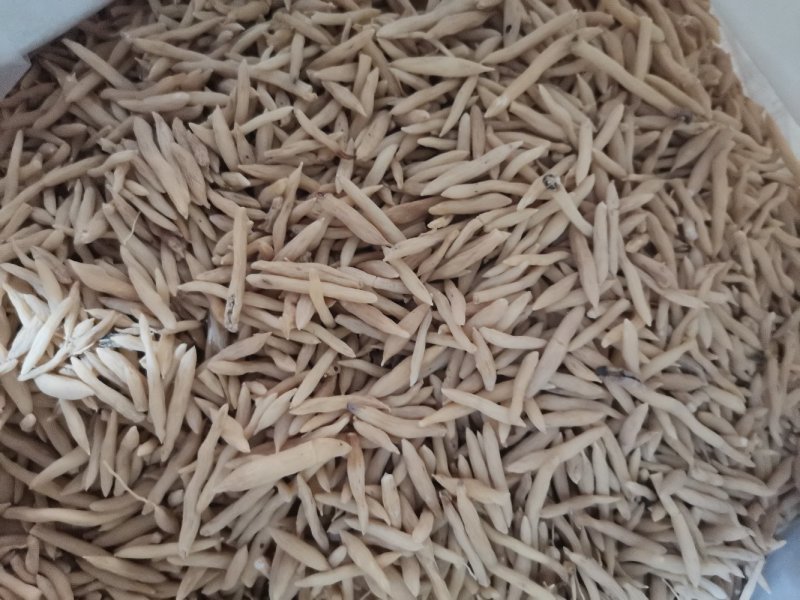 麦冬产地直供大量批发零售