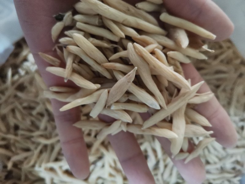 麦冬产地直供大量批发零售