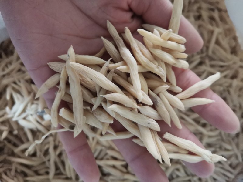 麦冬产地直供大量批发零售