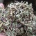 牛至，荆芥，全草无根，切段机压包