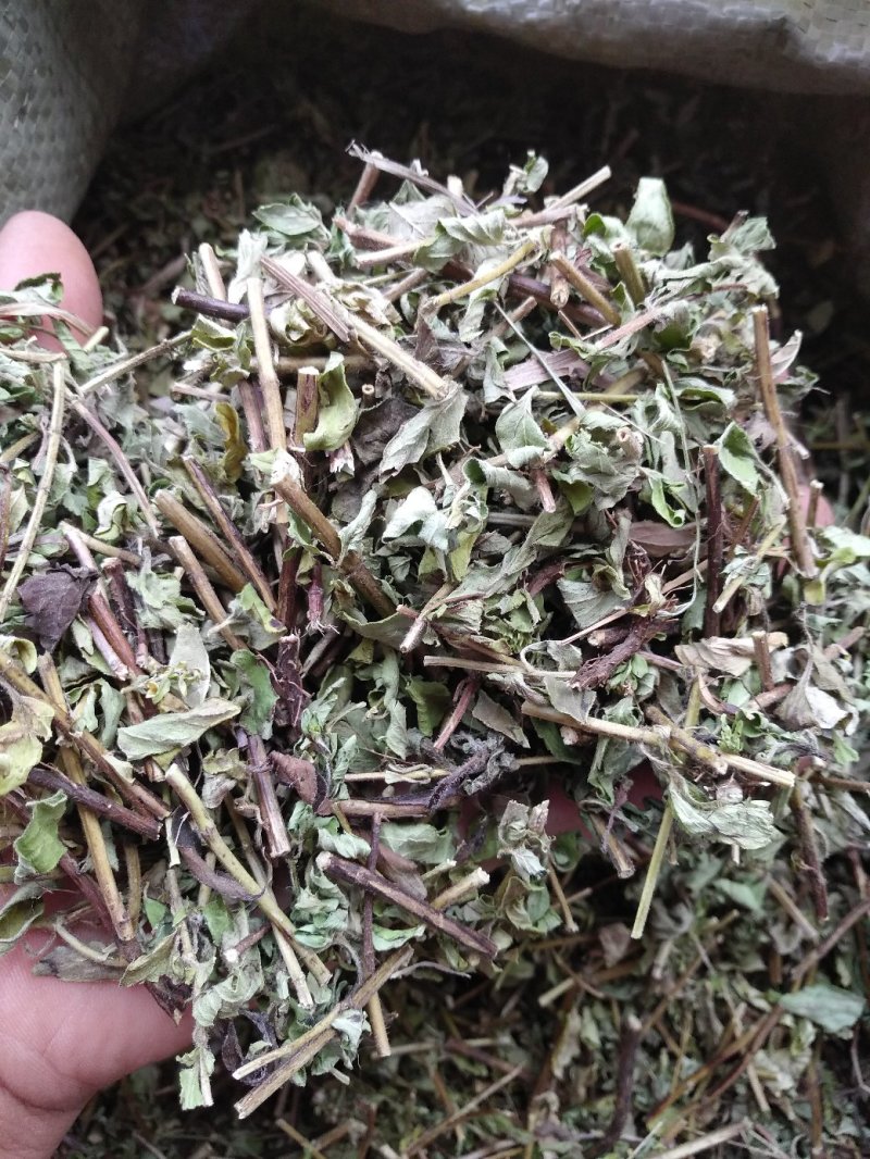 牛至，荆芥，全草无根，切段机压包