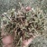 牛至，荆芥，全草无根，切段机压包