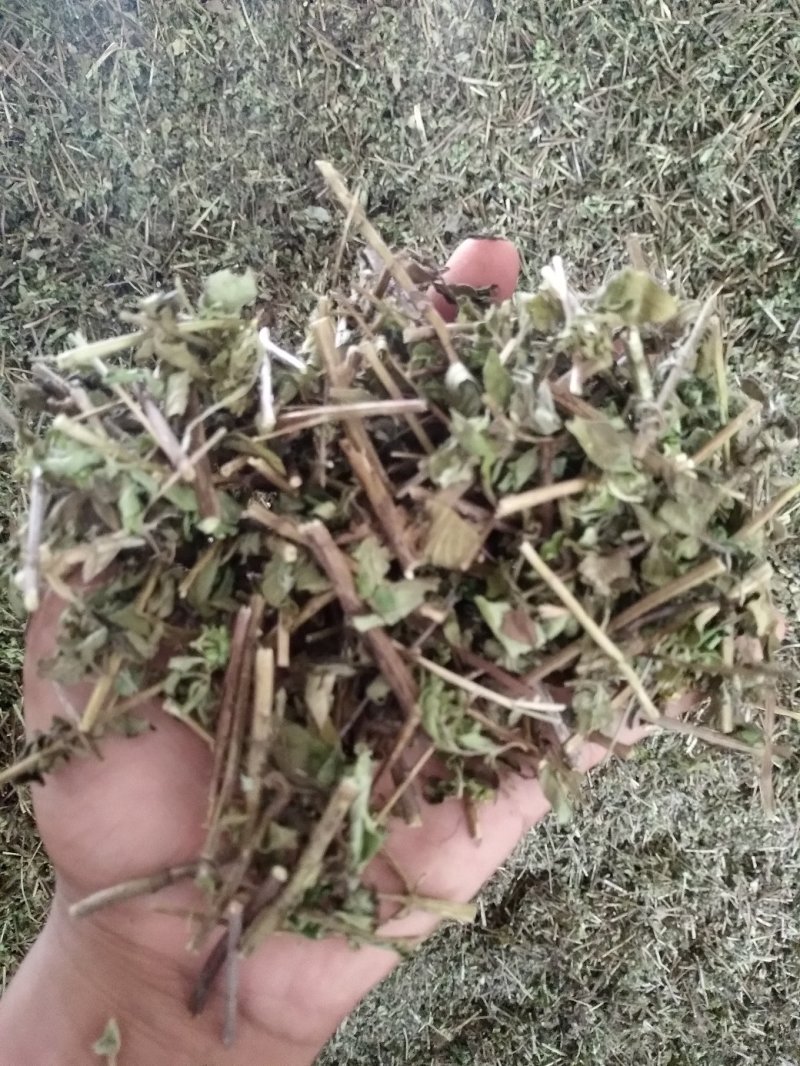 牛至，荆芥，全草无根，切段机压包