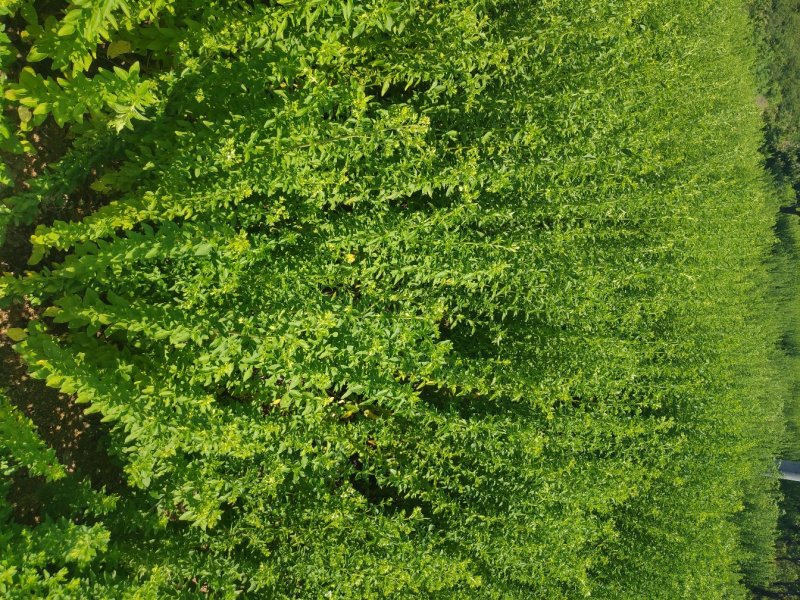 牛至，荆芥，全草无根，切段机压包