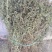 牛至，荆芥，全草无根，切段机压包